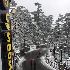 Cosmos Shimla
